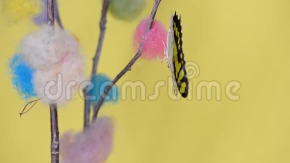 黄色的热带蝴蝶坐在棍子上视频的预览图