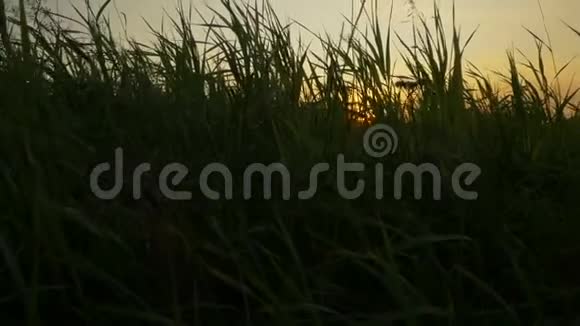 镜头从田野的高草中升起视频的预览图