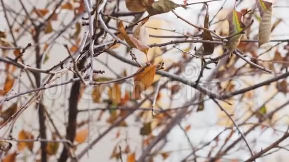 秋天的树叶落在树上枯树枝视频的预览图