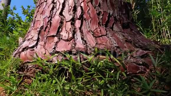 森林中的松树树干对天空海滨松柏皮纳斯松品科视频的预览图