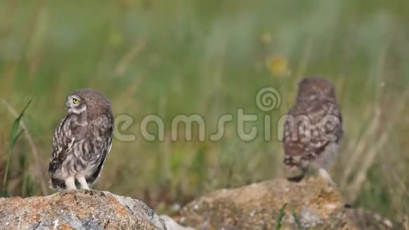两只小猫头鹰站在一块天然石头上展开翅膀移动着视频的预览图