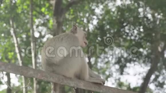 猴子特写西哈努克城柬埔寨亚洲视频的预览图