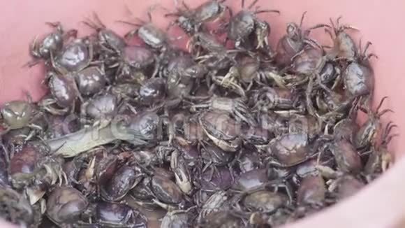 金边市场柬埔寨亚洲有活螃蟹的水桶视频的预览图