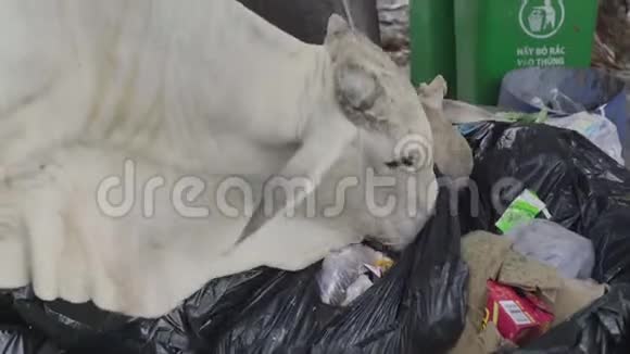 一头牛在西哈努克城的街道上吃垃圾柬埔寨亚洲视频的预览图