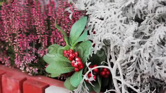 冰冻的花和浆果冬天的水晶植物震惊了视频的预览图