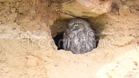 小猫头鹰从洞里探出头来迅速转过头用一只眼睛看着摄像机视频的预览图