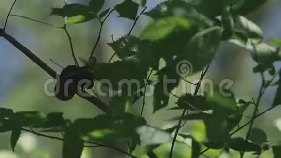 在刮风的日子里水蛇在树上变暖视频的预览图