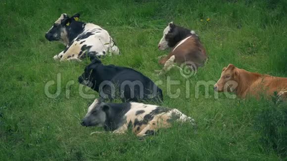 奶牛在草地上休息视频的预览图