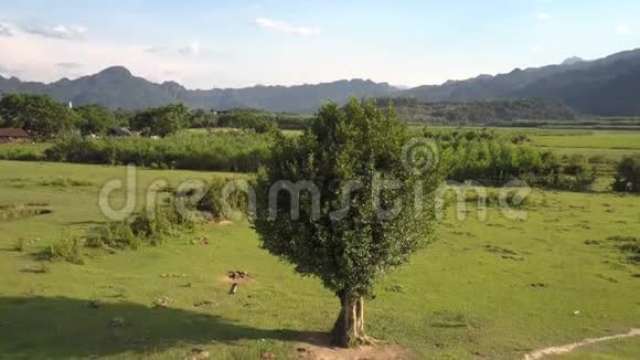 茂密的树木在草地上顶着天空的俯视视频的预览图
