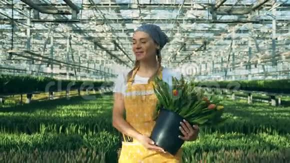 带着郁金香微笑的园丁走在温室里视频的预览图
