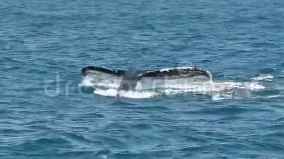 澳大利亚新南威尔士州的一头座头鲸和小牛在梅林布拉潜水视频的预览图
