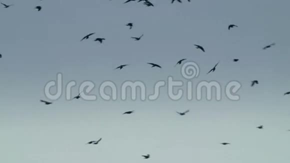 鸽子在天空中飞翔的鸟笼视频的预览图