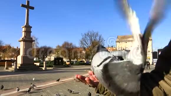 城市广场上的鸽子视频的预览图