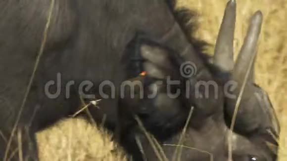 靠近马塞马拉一头水牛脖子上的一只啄牛犬视频的预览图