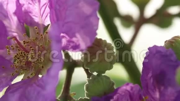 有阳光的紫色花朵印度的骄傲或女王的花朵视频的预览图