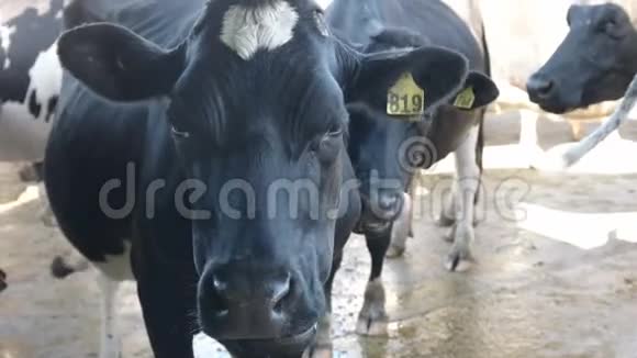 在维多利亚的一家奶牛场奶牛的脸被极度靠近视频的预览图