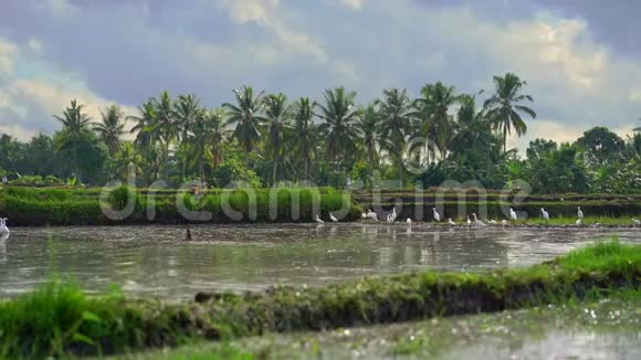 一群白鹭在稻田上慢镜头田野里长满了泥泞的水准备做米饭视频的预览图