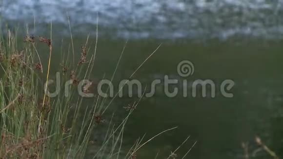 追踪芦苇和朦胧水体的镜头视频的预览图