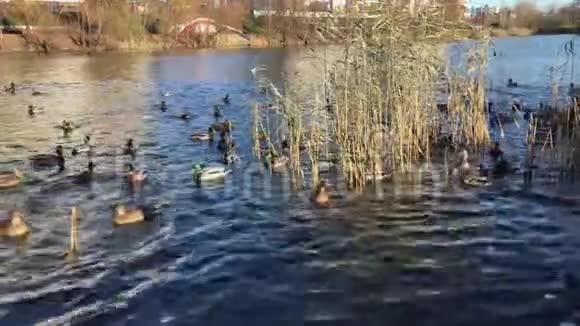 公园里的野鸭在芦苇丛中的湖里游泳视频的预览图