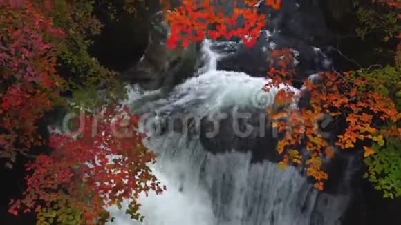美丽的秋林有着五彩缤纷的树叶和川流不息的川川视频的预览图