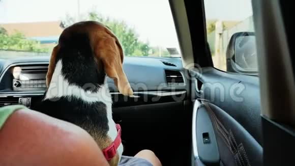 一只漂亮的小猎犬坐在车里在旅途中看着车窗视频的预览图