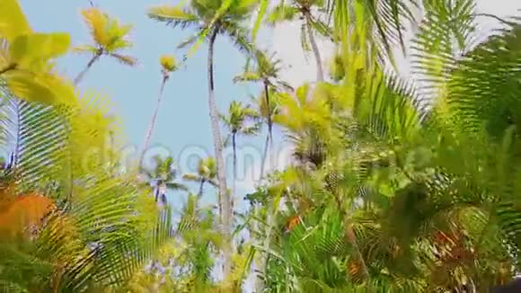 移动通过棕榈树走向大海视频的预览图
