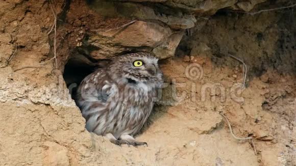 小猫头鹰从洞里窥视清理羽毛和爪子视频的预览图