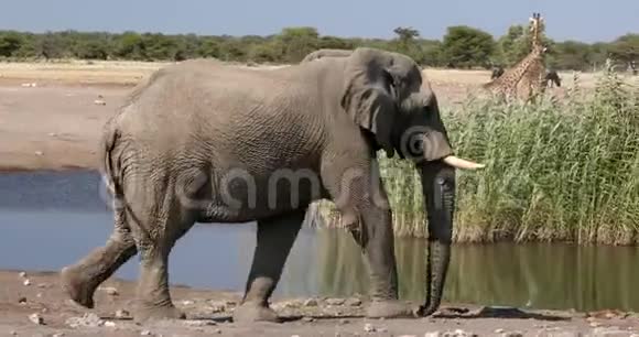 雄伟的非洲大象正向水坑移动视频的预览图