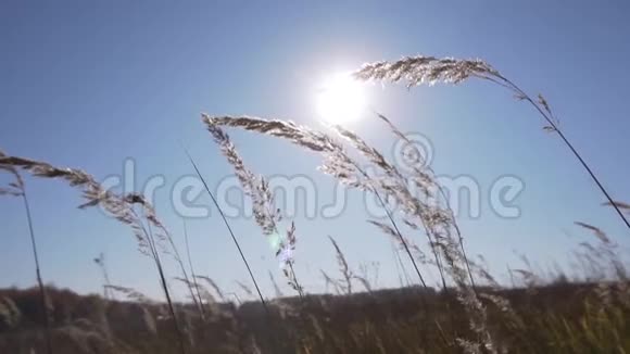 晒干的植物茎在阳光的照射下在某一领域随风摇摆视频的预览图
