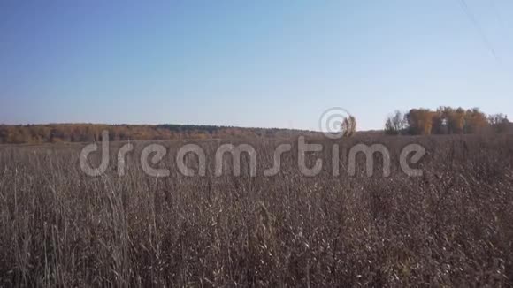 空麦田用枯黄的草在寒冷多风的秋日用蓝天视频的预览图