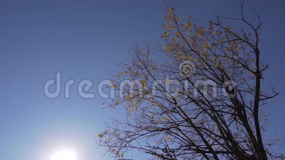 蓝天背景下黄叶飘落的瘦树的悲伤景色视频的预览图