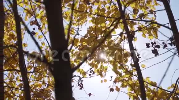 有细枝的树和带太阳背光的黄色落叶视频的预览图