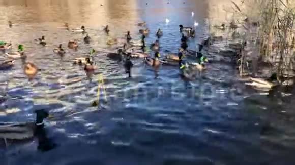 秋天公园里的野鸭在芦苇中的湖里游泳视频的预览图