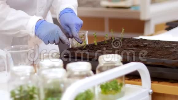 生物技术和基因工程一种劳动力将特殊细胞中的小植物与地球包装在一起视频的预览图