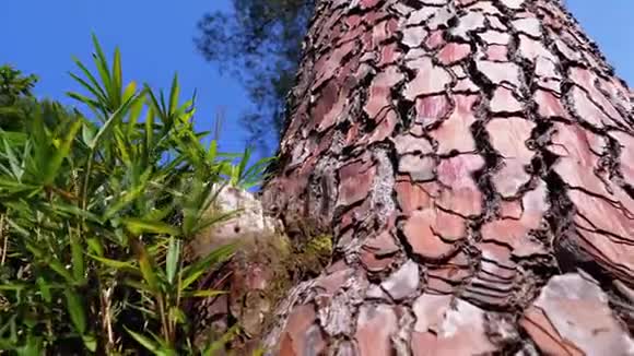 森林中的松树树干对天空海滨松柏皮纳斯松品科视频的预览图