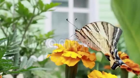 蝴蝶在一朵花上这种昆虫从黄花头采集并饮用花蜜蜂蜜视频的预览图