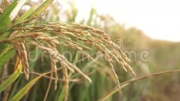 田野上金黄成熟的稻花视频的预览图