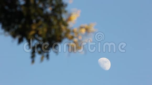 月亮上有蓝色的或灰曲柳树视频的预览图