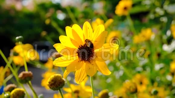 蜜蜂从花中收集花粉慢动作视频的预览图