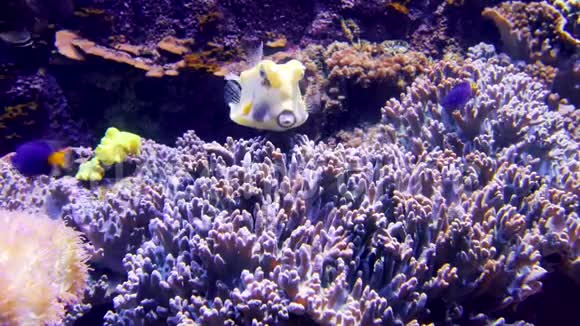 五颜六色的水族馆美丽的鱼在海洋珊瑚中游泳视频的预览图