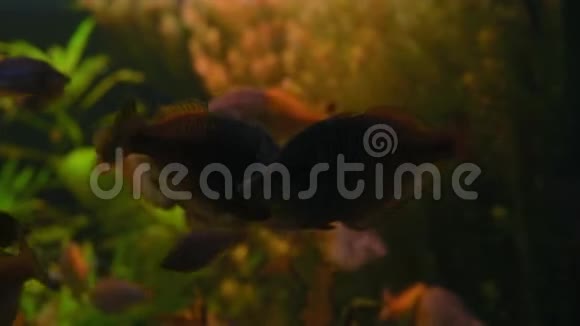 特写镜头黑色素瘤鱼在海藻玻璃后面的水族馆里游泳视频的预览图
