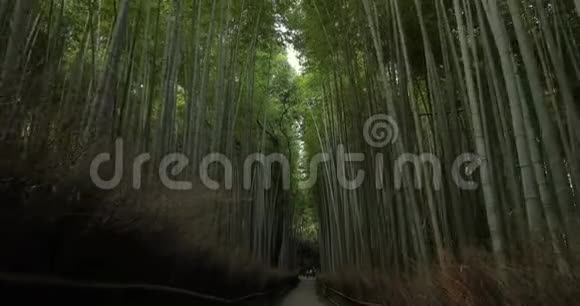 京都竹林倾斜向上视频的预览图