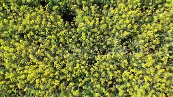 黄卡诺拉油田的空中俯视图采收黄花菜籽油籽视频的预览图