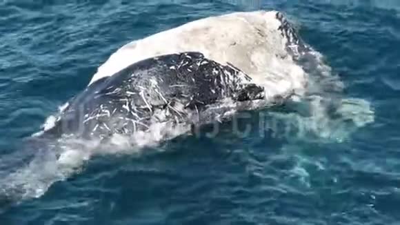 澳大利亚新南威尔士州南海岸梅林布拉市一头死鲸小牛的特写镜头视频的预览图