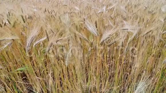 4k熟小麦在初夏收获前的田间视频的预览图