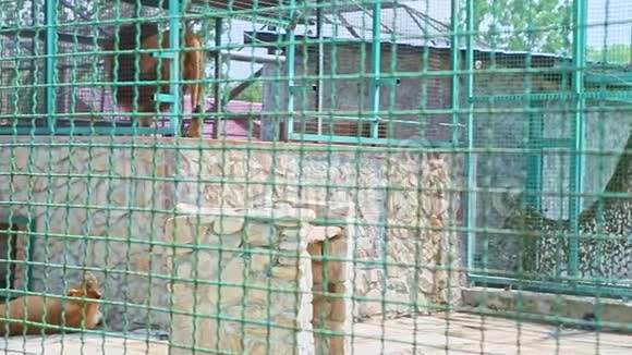 大型动物园笼子里野生大狮子的全景视频的预览图