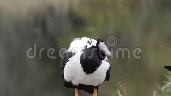 鹊鹅在湿地前的景色视频的预览图