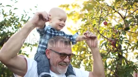 幸福的一家人在日落时在苹果园休息祖父女儿和孙子那个人把婴儿抱在身上视频的预览图