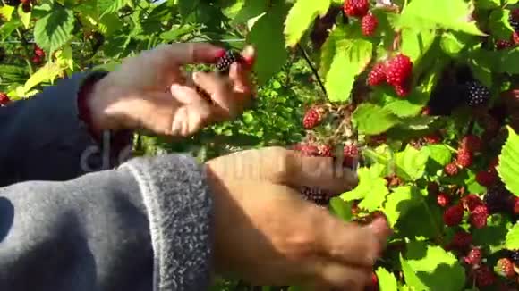 手中的女人在夏天收获成熟的黑莓特写视频的预览图