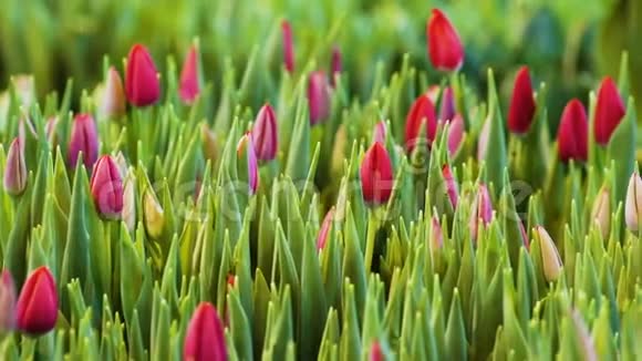 粉色郁金香园林景观设计及礼品观赏花卉种植视频的预览图